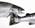 salmon NSEC