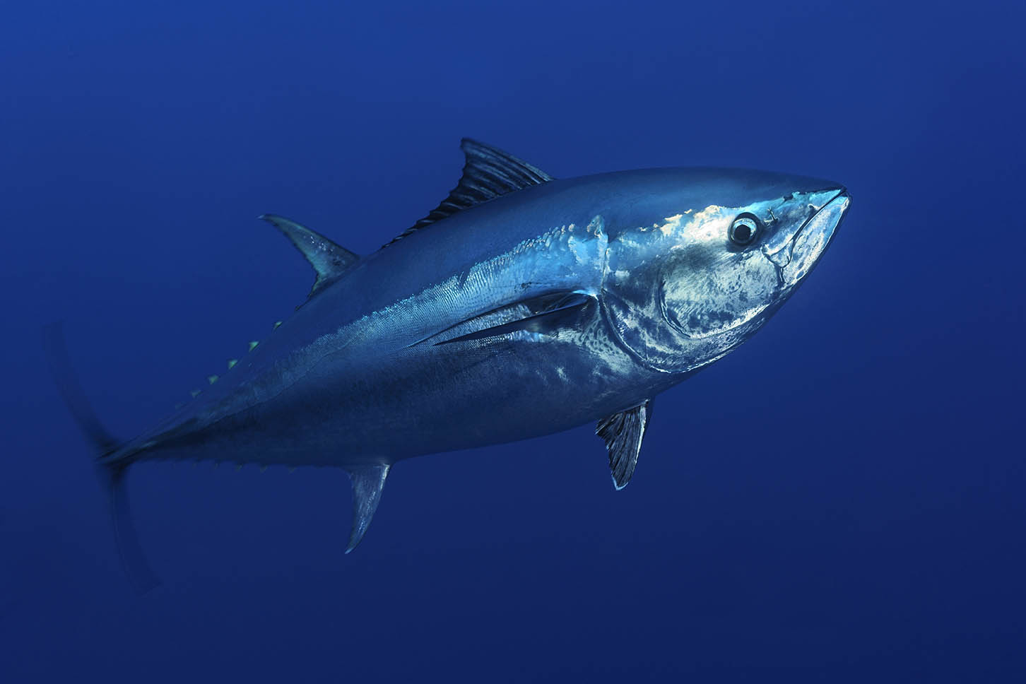 An Atlantic bluefin tuna