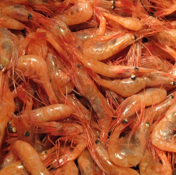 Maine_Shrimp