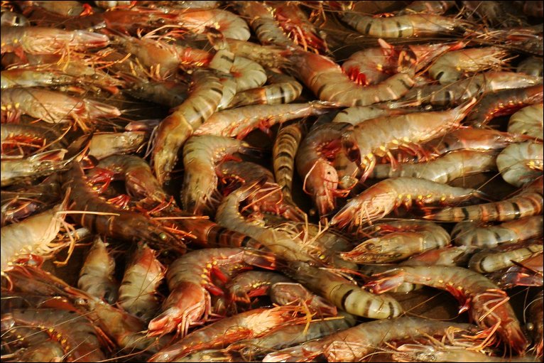 indian shrimp