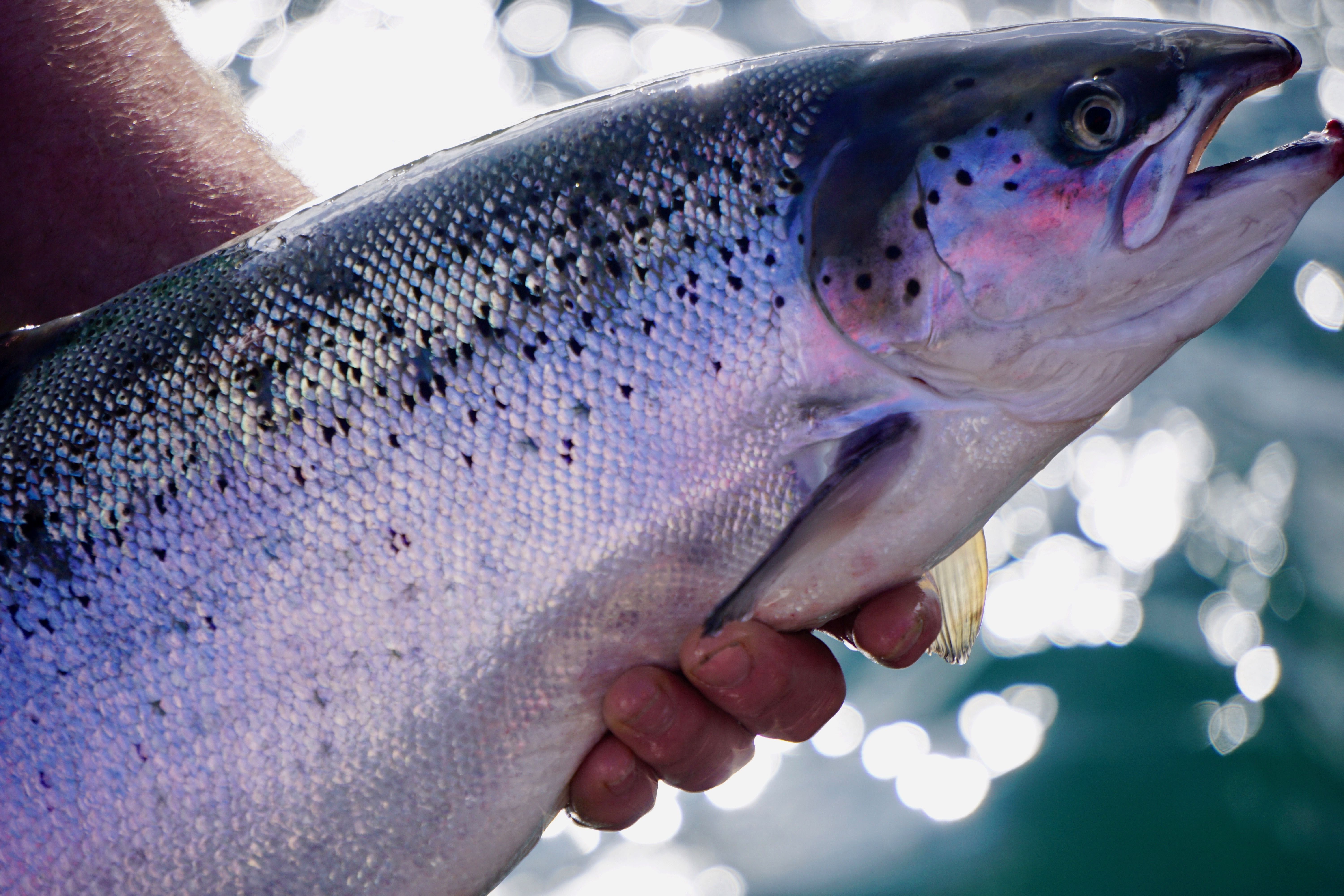 Salmon farmers are talking about investing money and time in helping to improve the habitat of rivers and estuaries