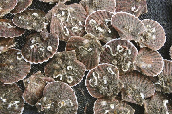 Shetland Scallops Shells