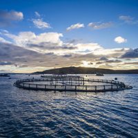 Scottish salmon farms can be bigger under the new rules if sited in sustainable locations