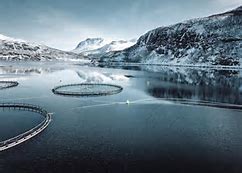 Salmon have been rescued from farms in the worst hit northern regions of Norway 