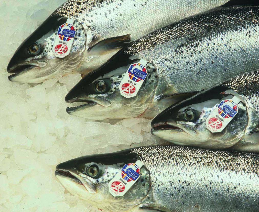 Non-medicinal approaches  in salmon farming appear to be working