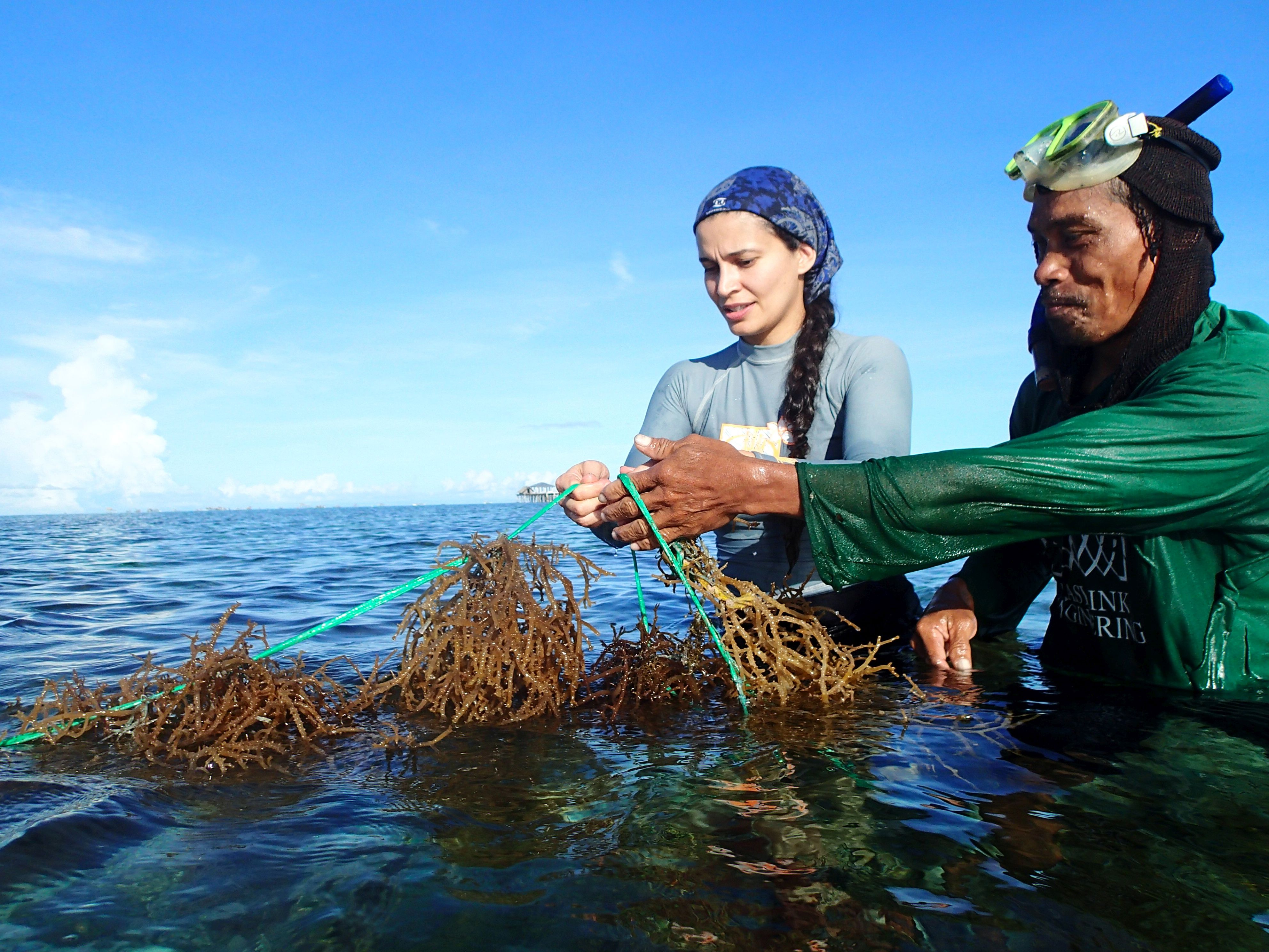 GlobalSeaweedSTAR researcher Rema Sibonga examines farmed seaweed samples in Bohol, Philippines (photo: Dr Valeria Montalescot)