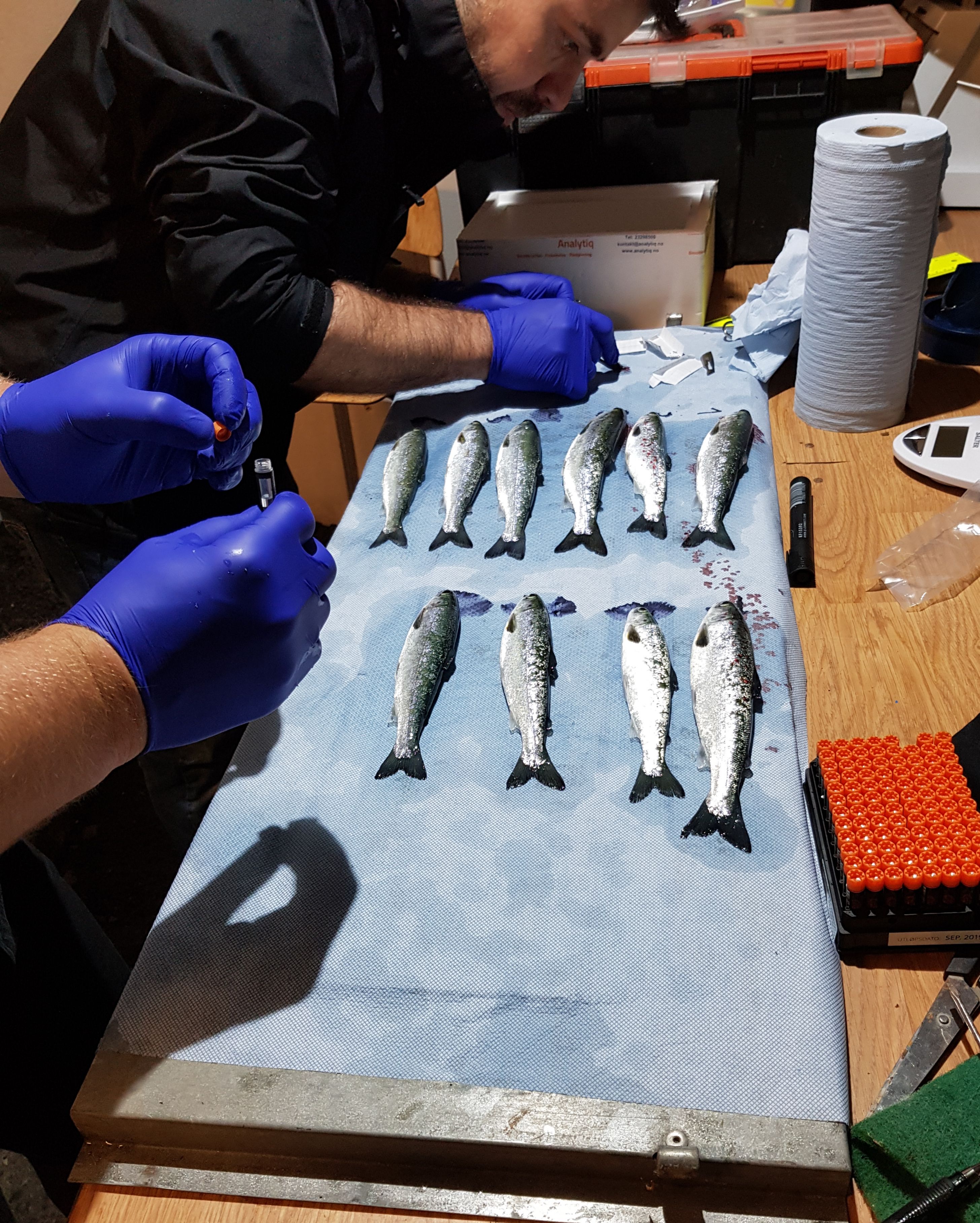 Mowi's fish health team assess wild caught smolts at the Drimsallie hatchery yesterday (photo: Jon Gibb)