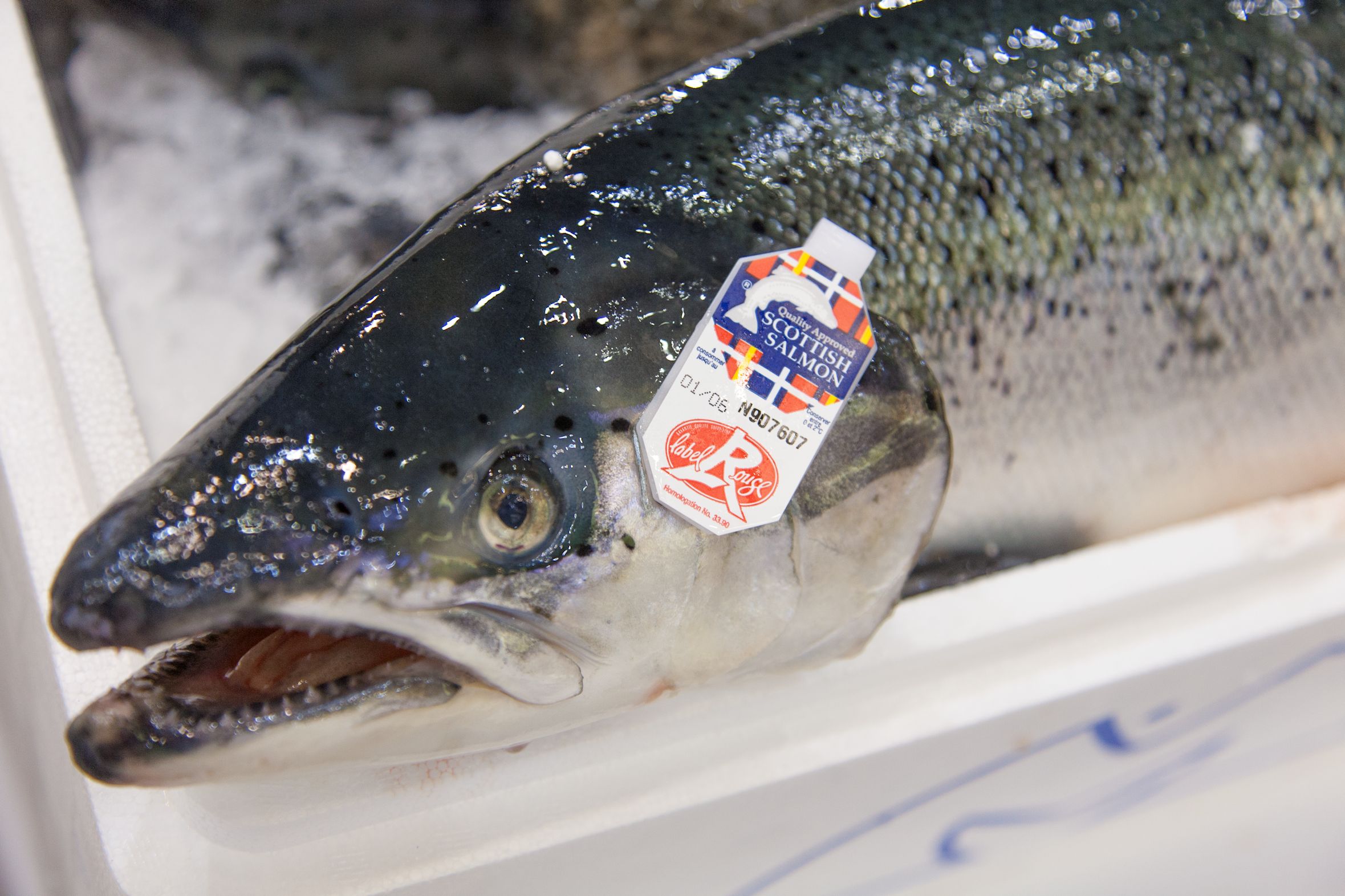 Scottish farmed salmon, the UK's top food export,