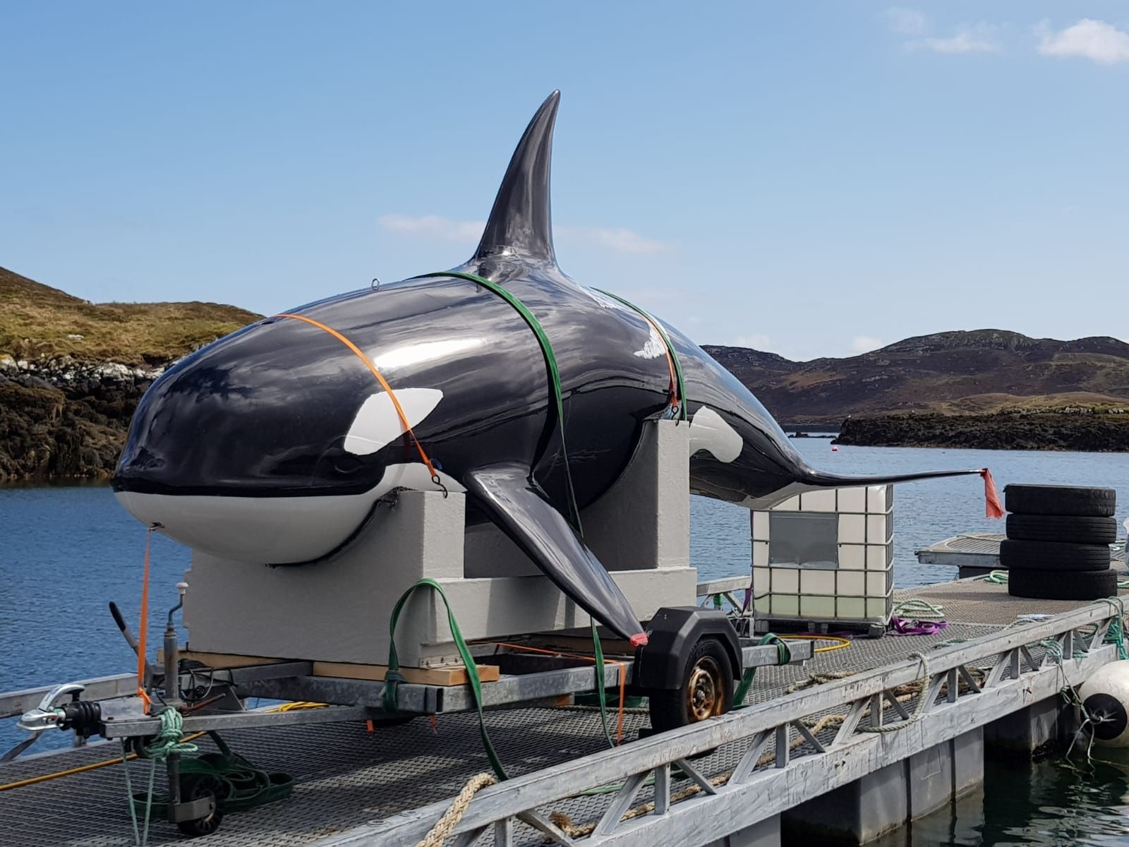 Mowi Scotland's fibreglass whale will hopefully scare seals away from salmon pens (photo: Mowi)