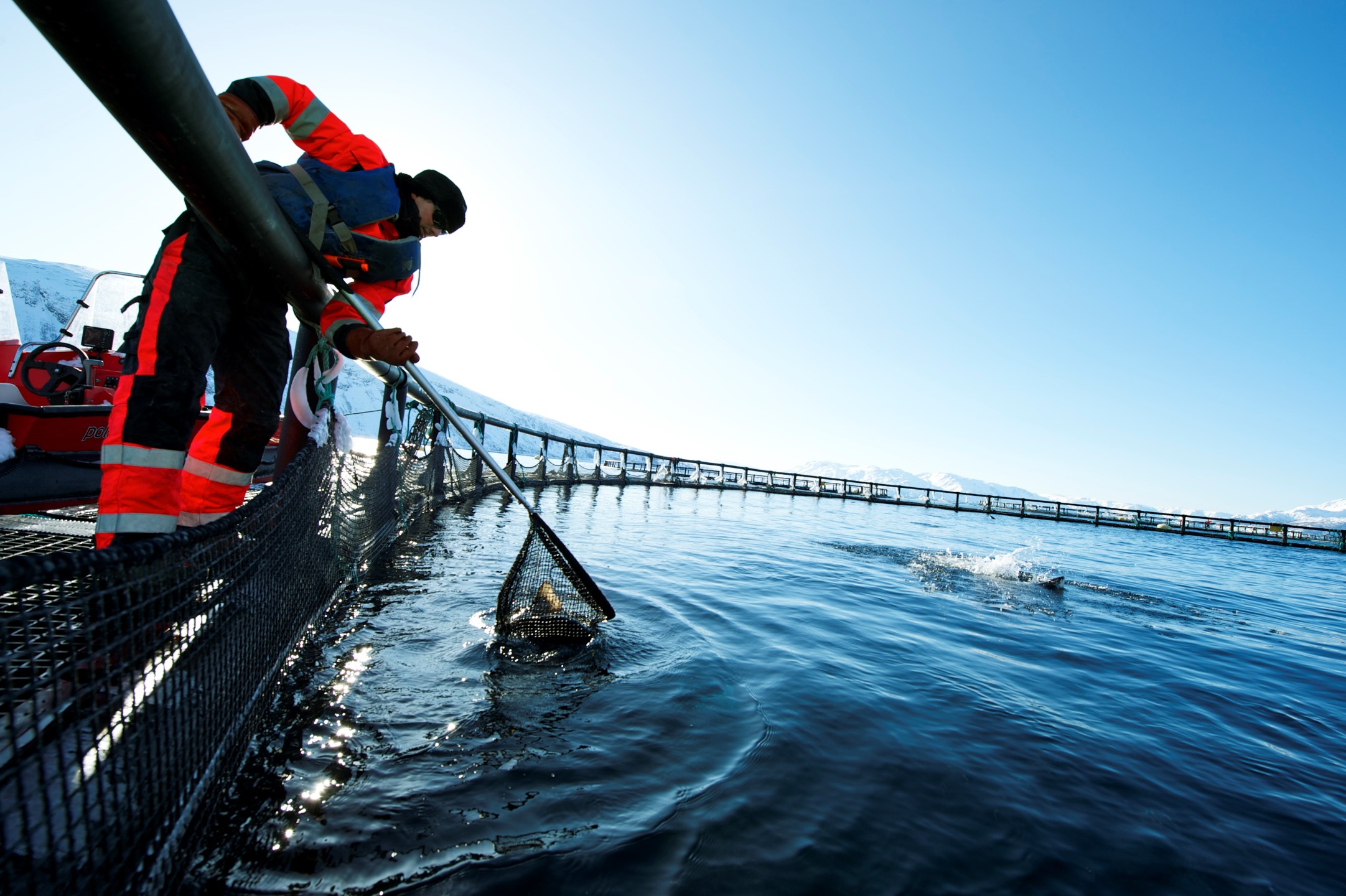 Salmon farming is more environmentally friendly than other types of food production, said the Norwegian Seafood Council