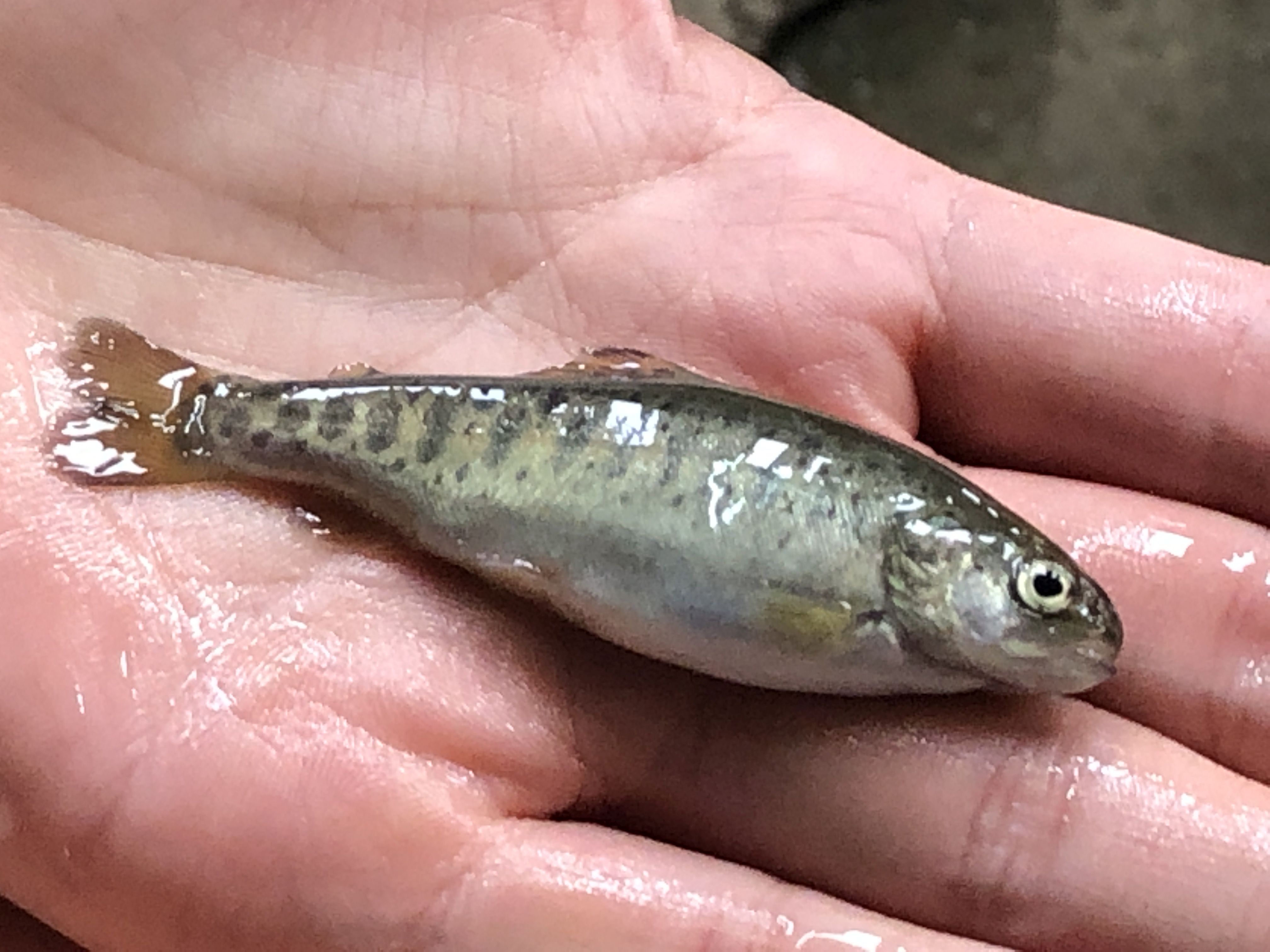 A vaccine for rainbow trout fry syndrome is being trialled
