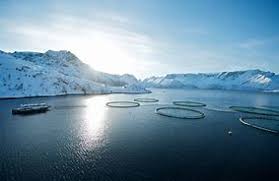 The algae outbreak in northern Norway in the spring hit salmon farmers hard