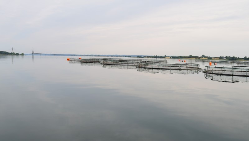 Denmark mainly farms rainbow trout in its sea pens (picture: AquaPri)