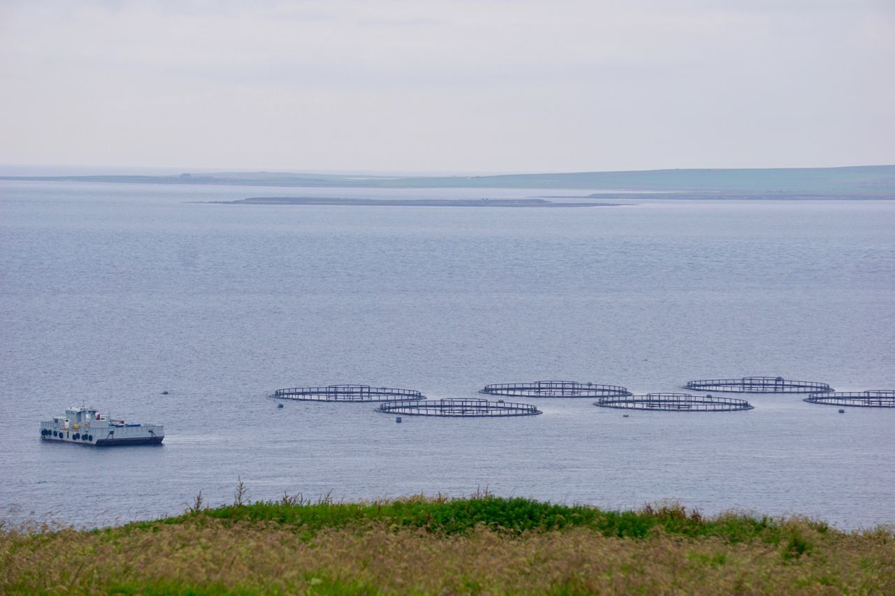 The Scottish Sea Farms site at Eday in the Orkney Islands
