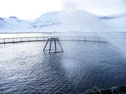Salmon production in Iceland 