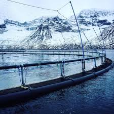 Fish farming in Iceland