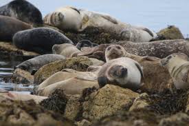Harbour seals are thriving on Scotland's west coast, but struggling in the east