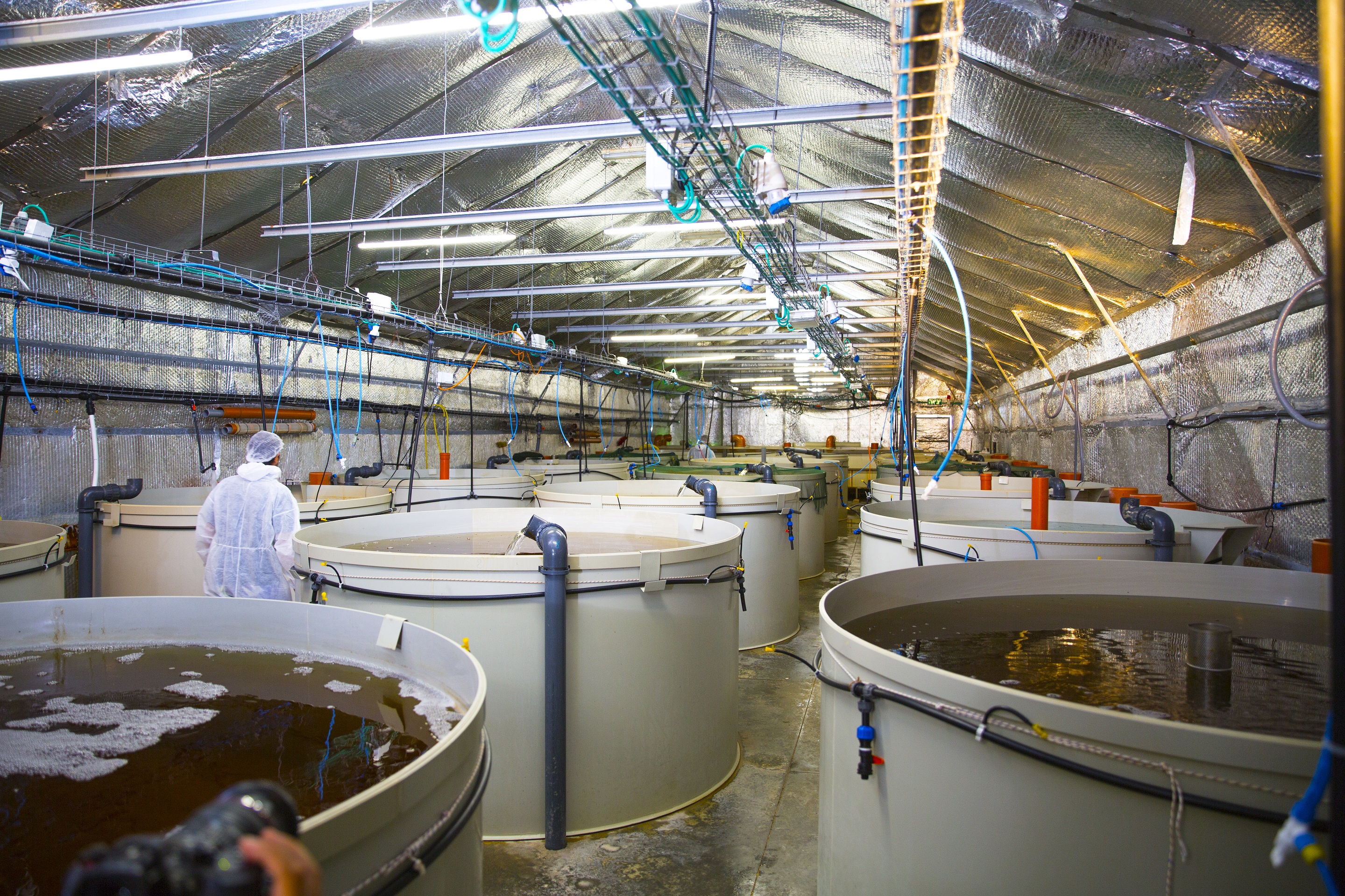AquaMaof's shrimp R&amp;D facility in southern Israel (picture: AquaMaof)