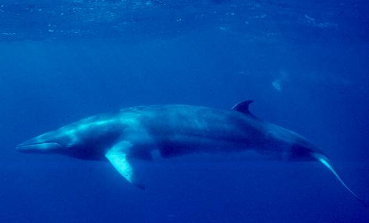 Minke whales are among the species safeguarded by the new MPAs