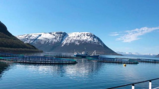 Plans for a flat rate tax on salmon farmers have been rejected by Norway's main opposition party