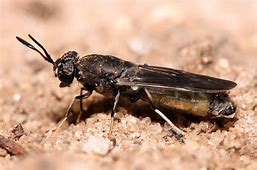 Black soldier fly - a potential alternative to fishmeal 