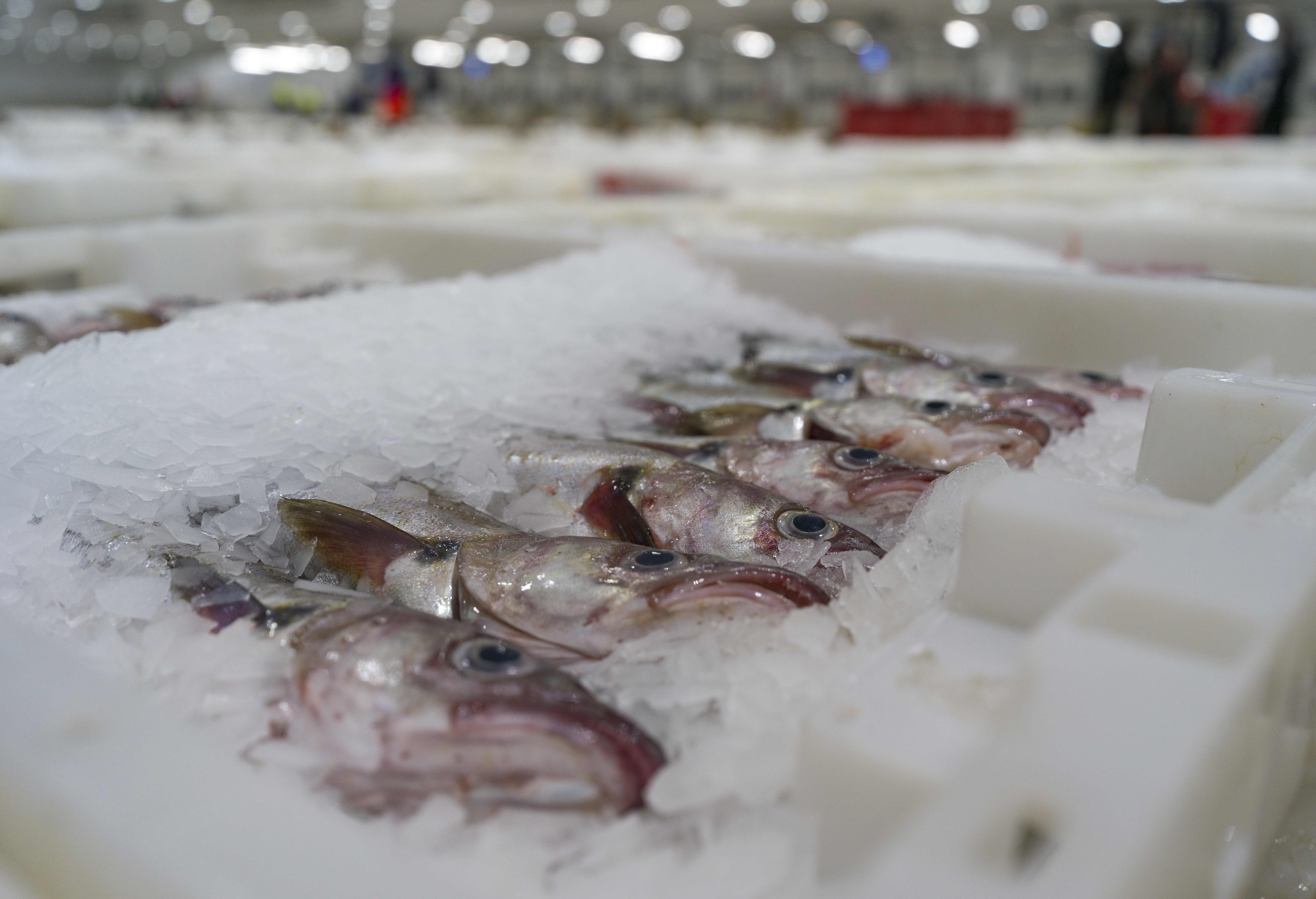 Nine companies have achieved the new Scottish Seafood Association Standard 