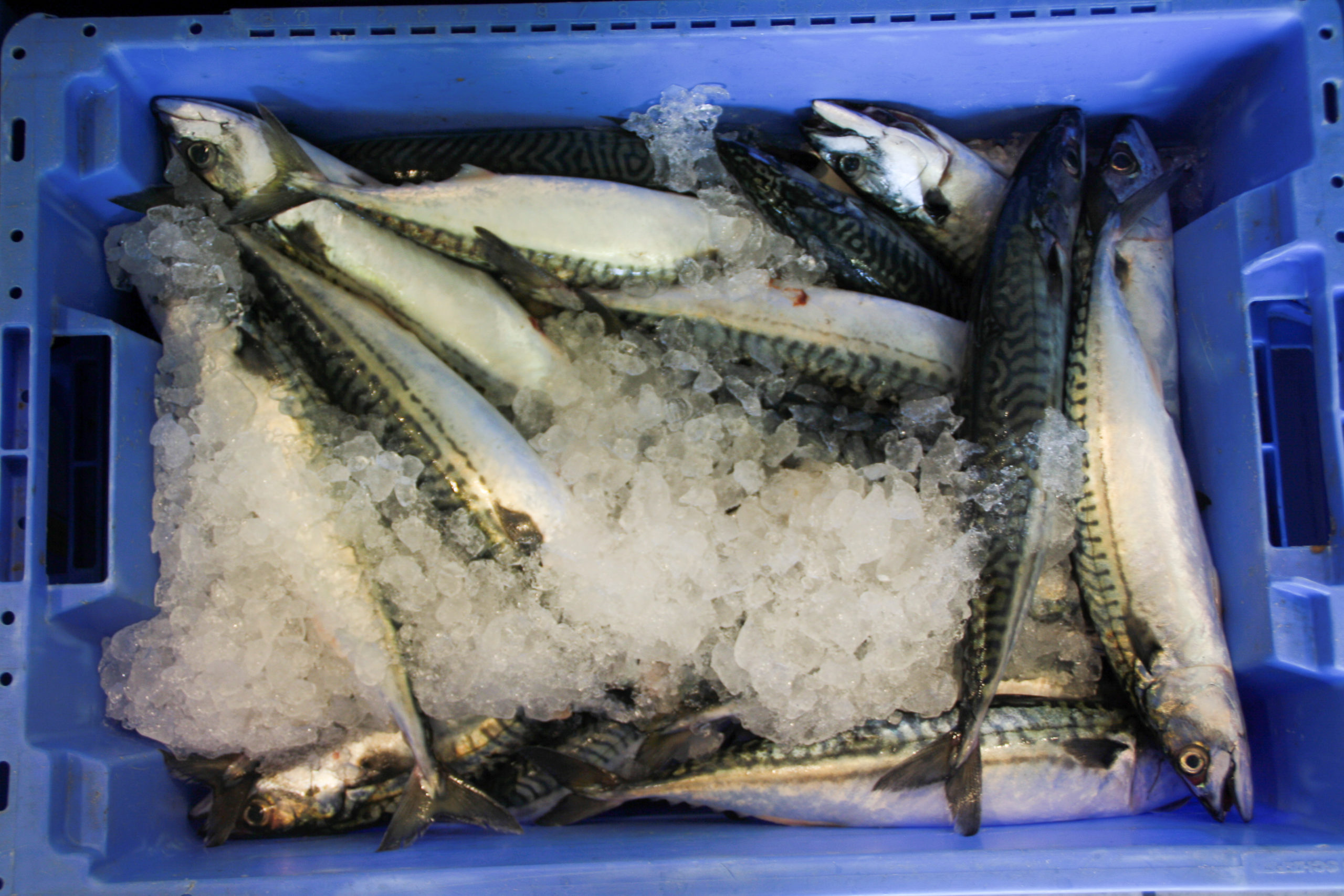 Fresh fish is delivered direct to the doorstep in the Cornish scheme (photo: Nina Constable)