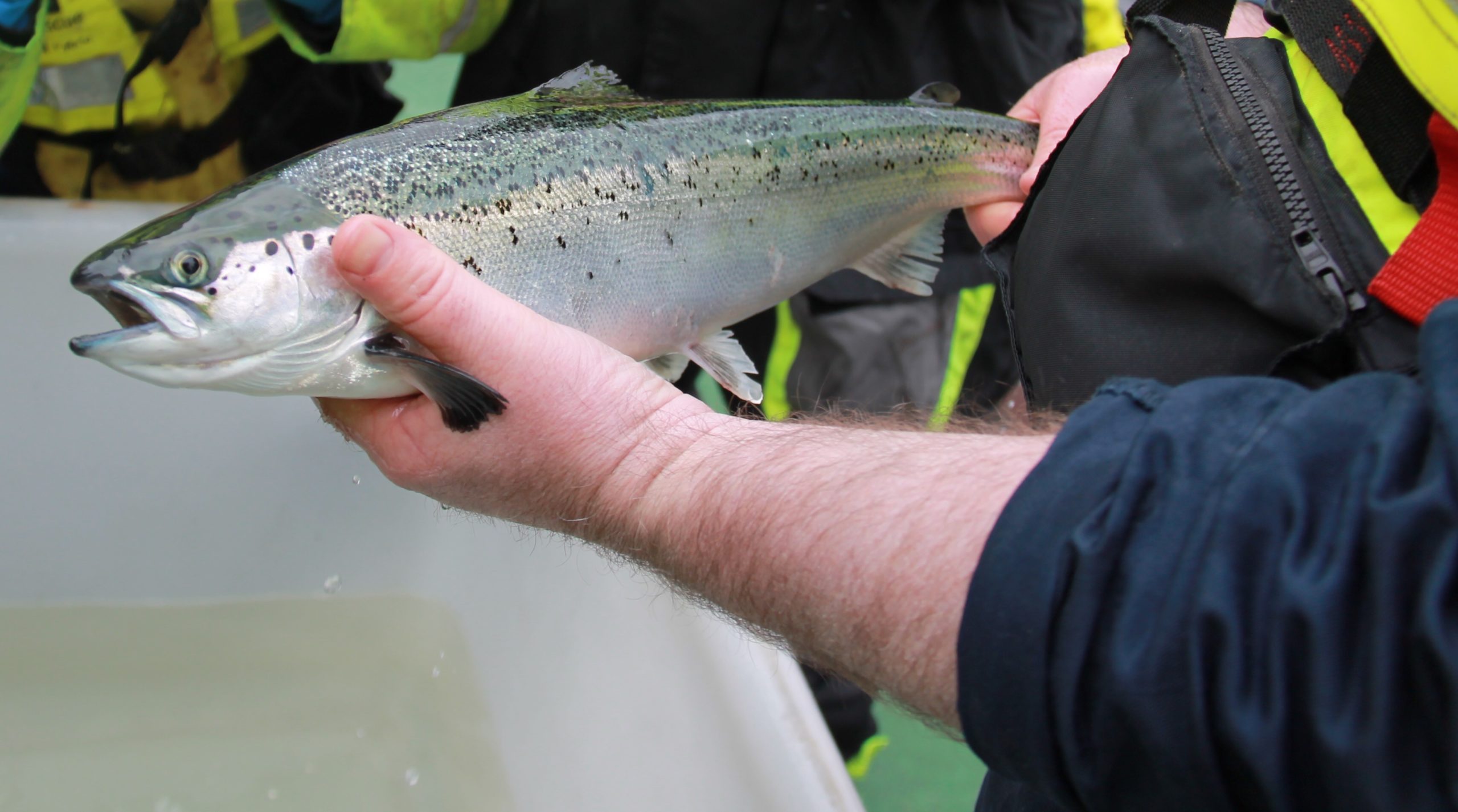 A Scottish team is investigating gill disease in farmed salmon