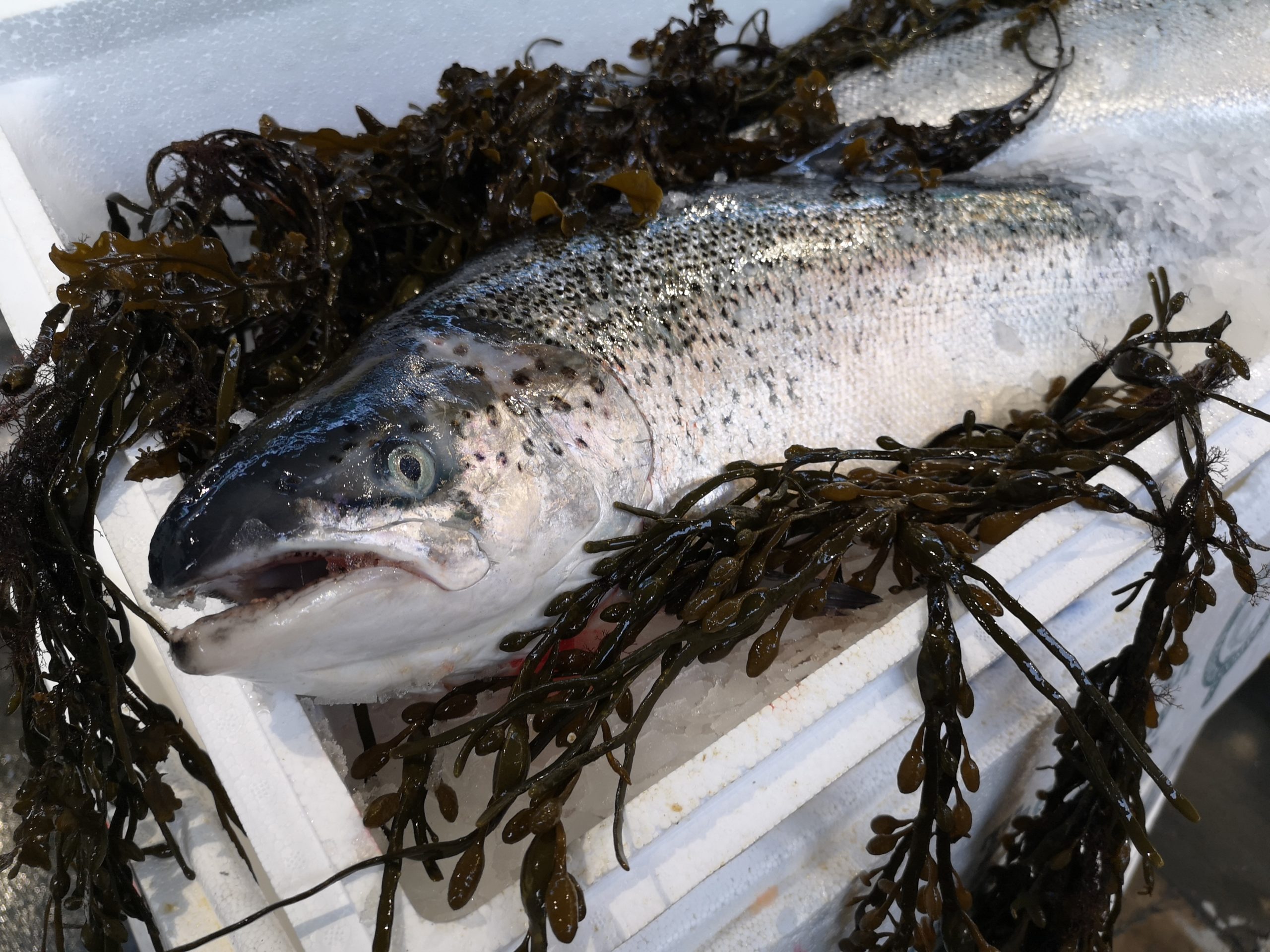 Salmon farmers are keeping fish in the water for longer as coronavirus restrictions hit markets