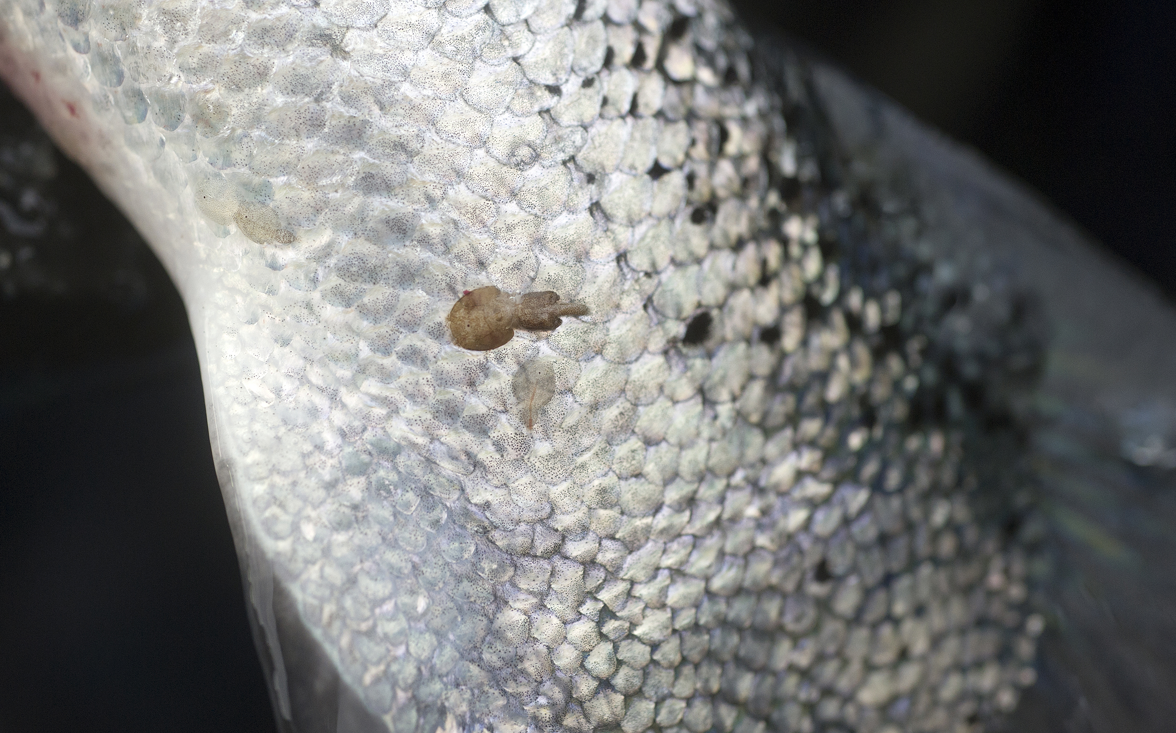 Sea lice are a persistent problem for Atlantic salmon