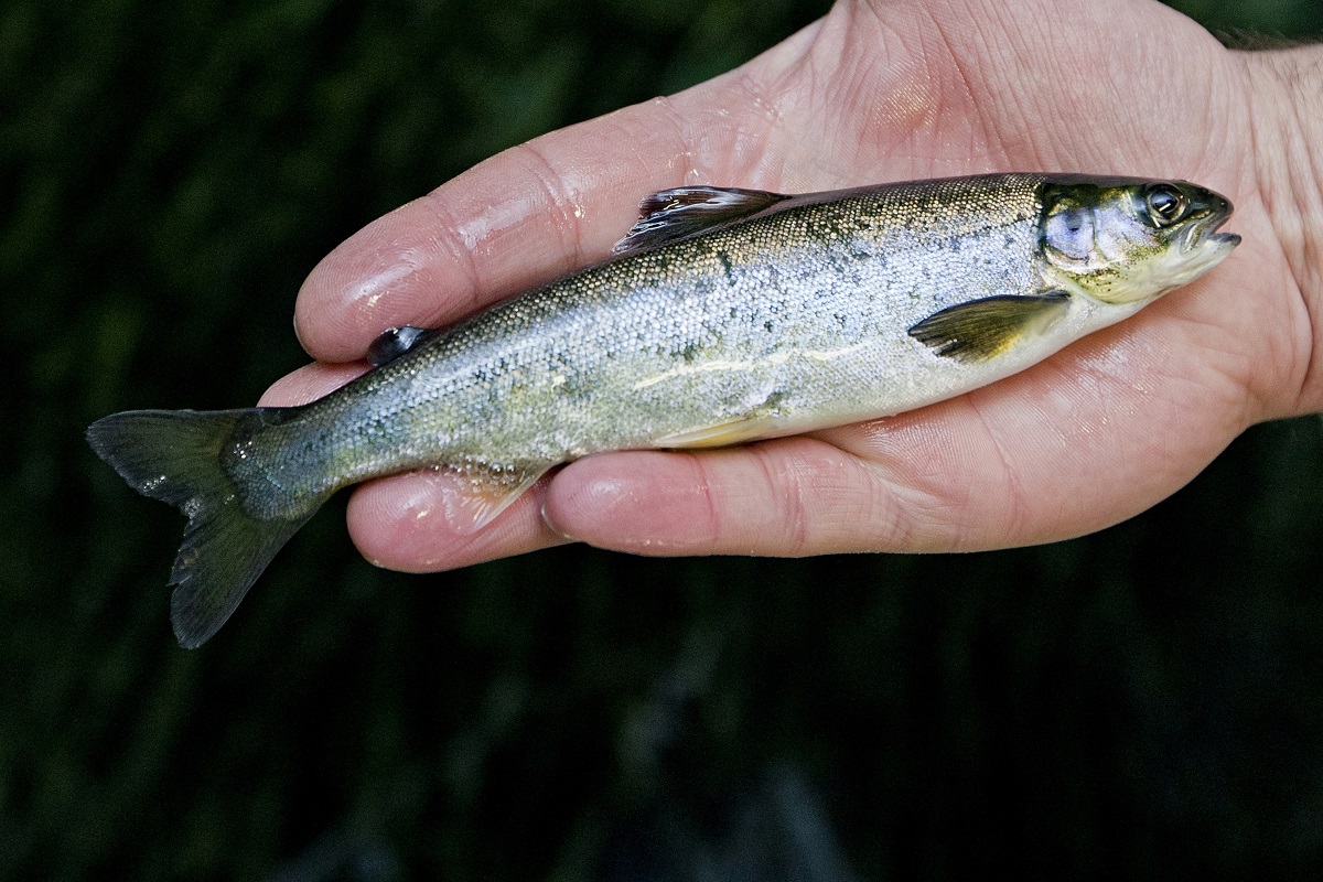 Smolt in hand (Cermaq website https://www.cermaq.com/wps/wcm/connect/cermaq-ca/news/cermaq-canada-and-emergent-holdings-llc-sign-three-year-agreement-for-the-ongoing-sale-of-atlantic-salmon-smolts-for-farming-at-the-kuterra-land-based-farm-facility/cermaq+canada+and+emergent+holdings+llc+sign+three-year+agreement+for+the+ongoing+sale+of+atlantic+salmon+smolts+for+farming+at+the+kuterra+land-based+farm+facility