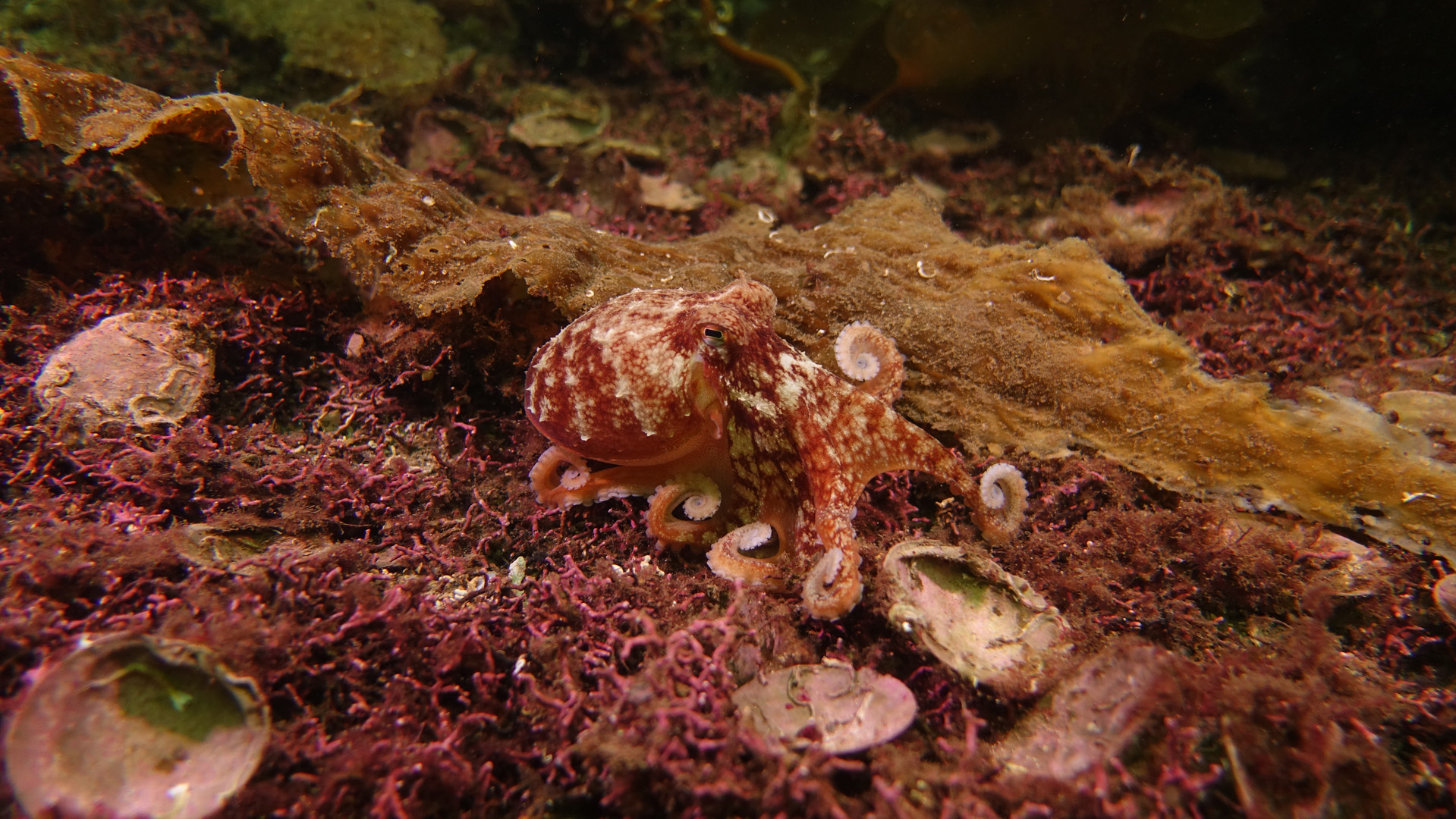 Octopus on maerl bed (photo: Howard Wood)