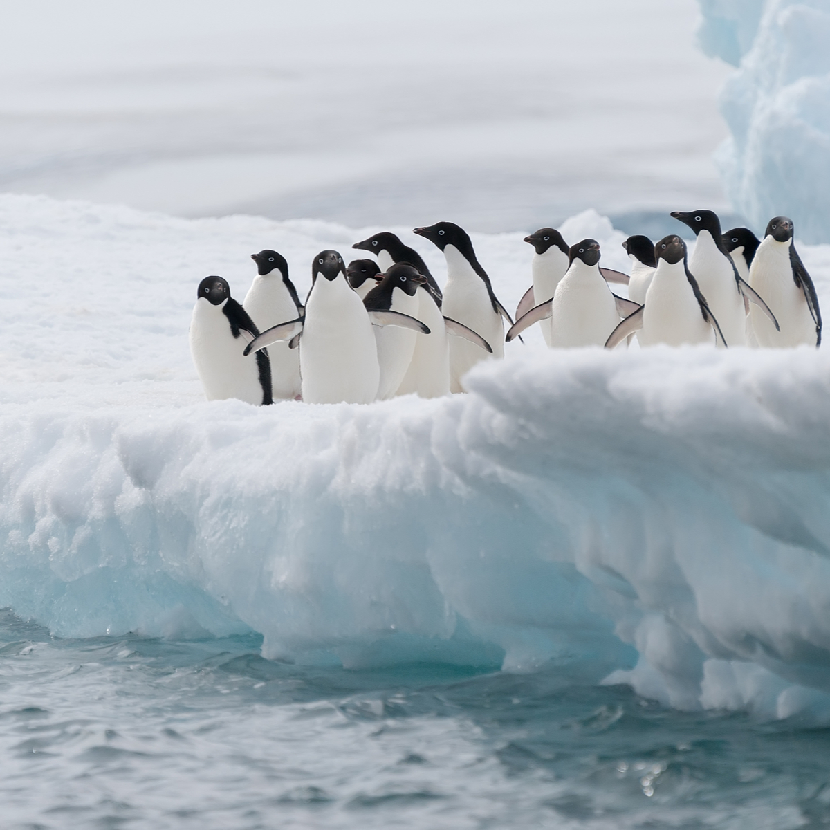 Adelie penguins in  Anterctica