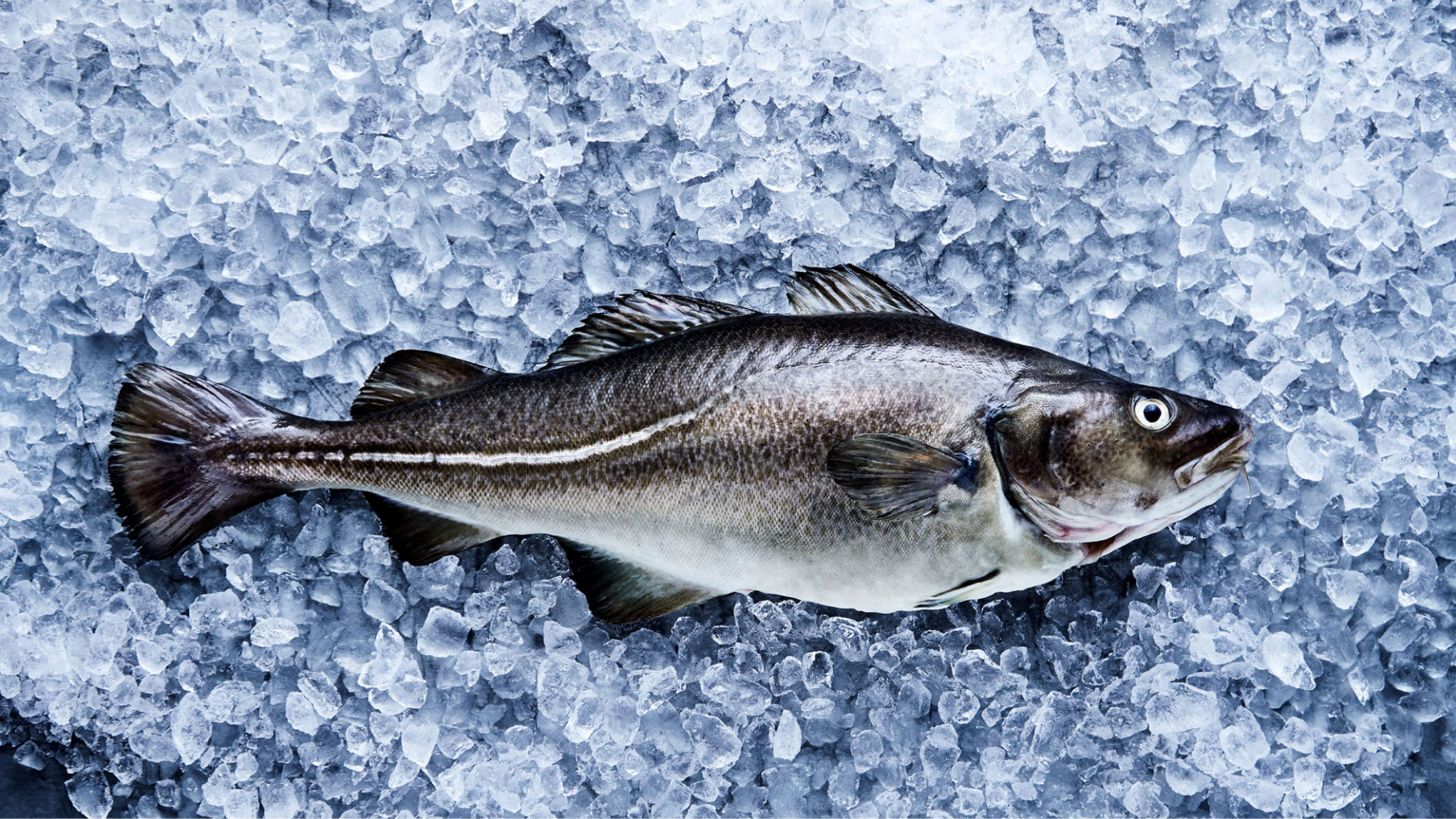 Cod on ice. Photo: Norcod