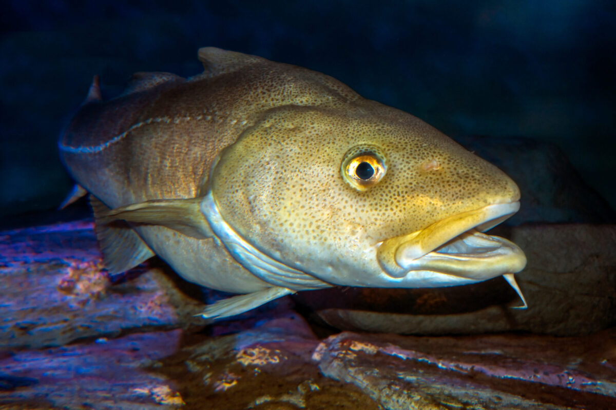 Atlantic cod are now among the species considered endangered