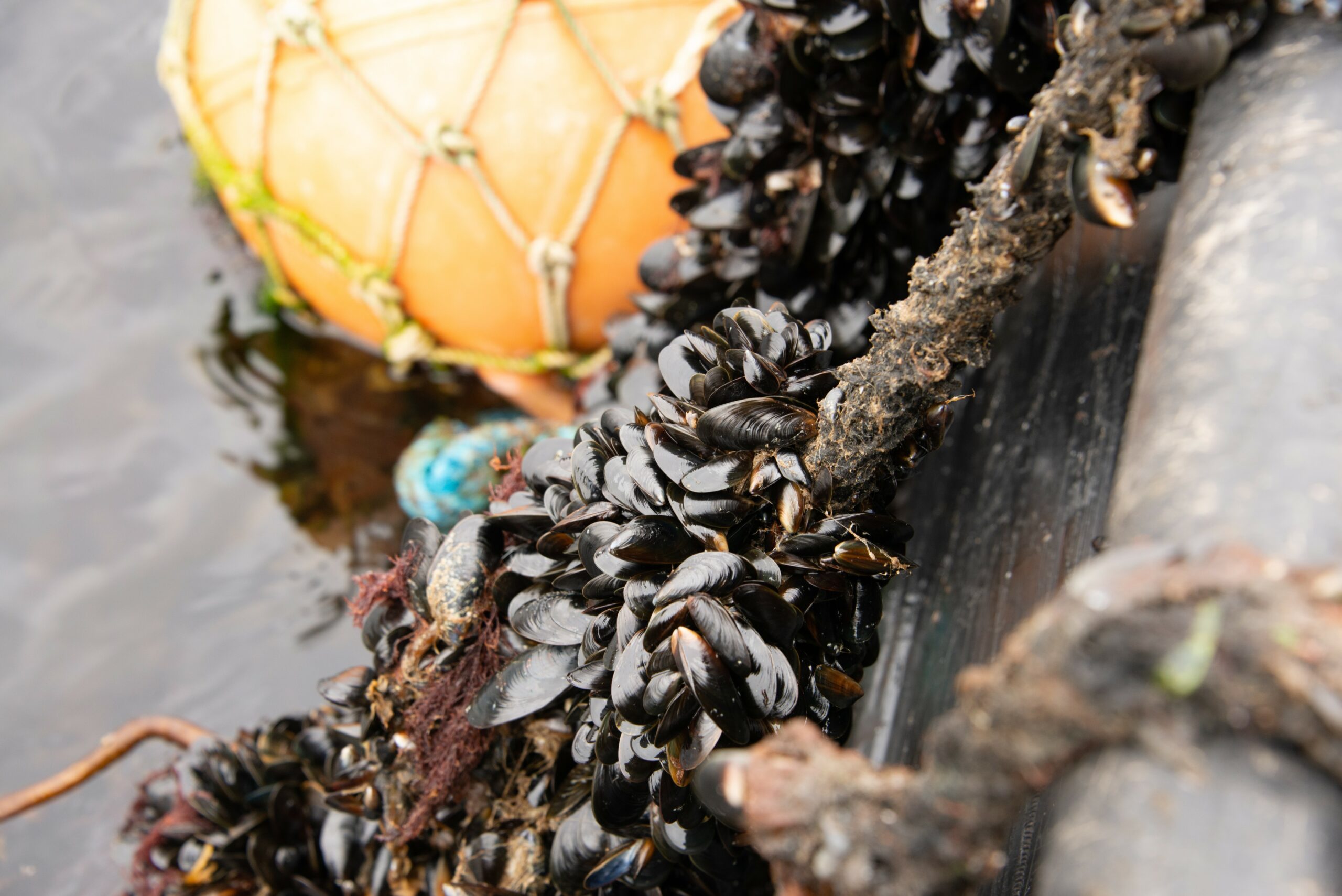 Mussels growing on a rope