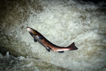 Atlantic,Salmon,(salmo,Salar),Leaping,In,Turbulent,Waterfalls,In,Perthshire,