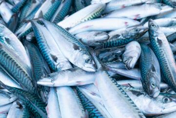Sale,At,The,Port,Fish,Market,Of,Freshly,Caught,Mackerel