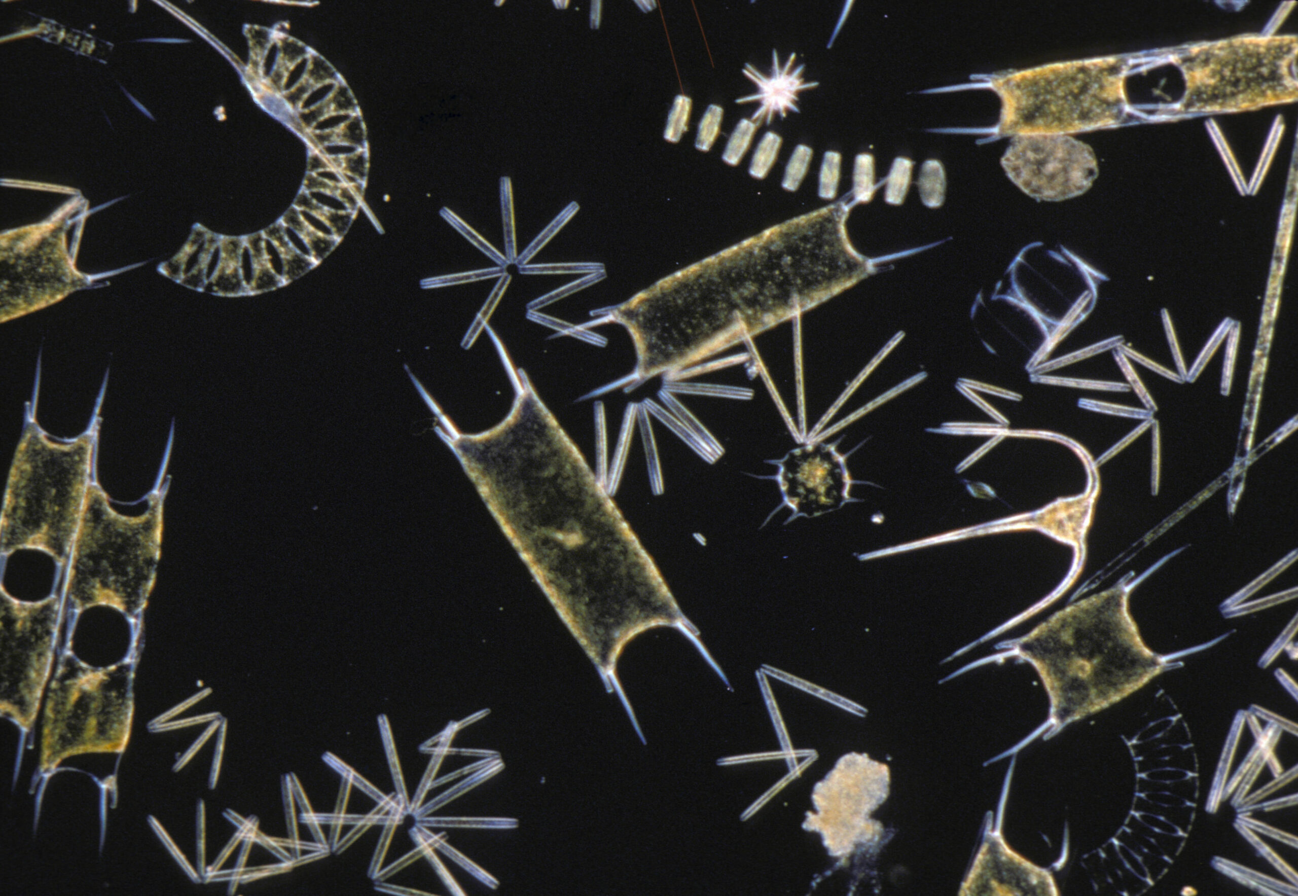 Plankton _ Phytoplankton:diatoms &amp; dinoflagellate Biddulphi sinensis,B regia