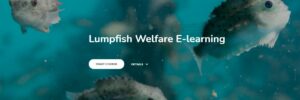 Lumpfish-e-learning-1kaoskxkp-300x100