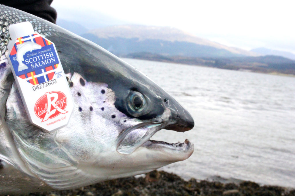 SSPO-Scottish-Label-Rouge-Salmon-1-1024x682