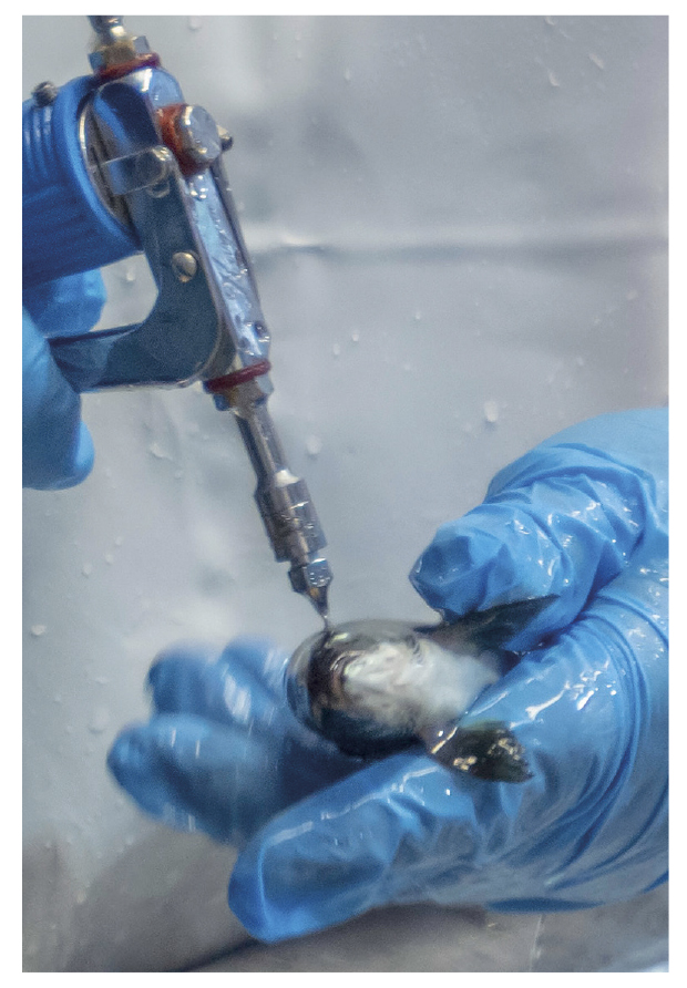 elanco-Vaccination-pic-2l1qe178q