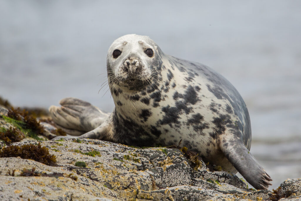 Grey,Seal,Looking,At,Camera,(halichoerus,Grypus),,Farne,Islands,,Scotland