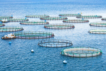 Sea,Fish,Farm.,Cages,For,Fish,Farming,Dorado,And,Seabass.