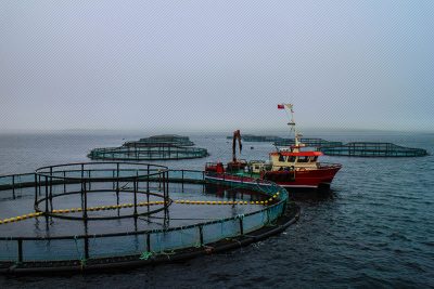 cooke aquaculture shetland