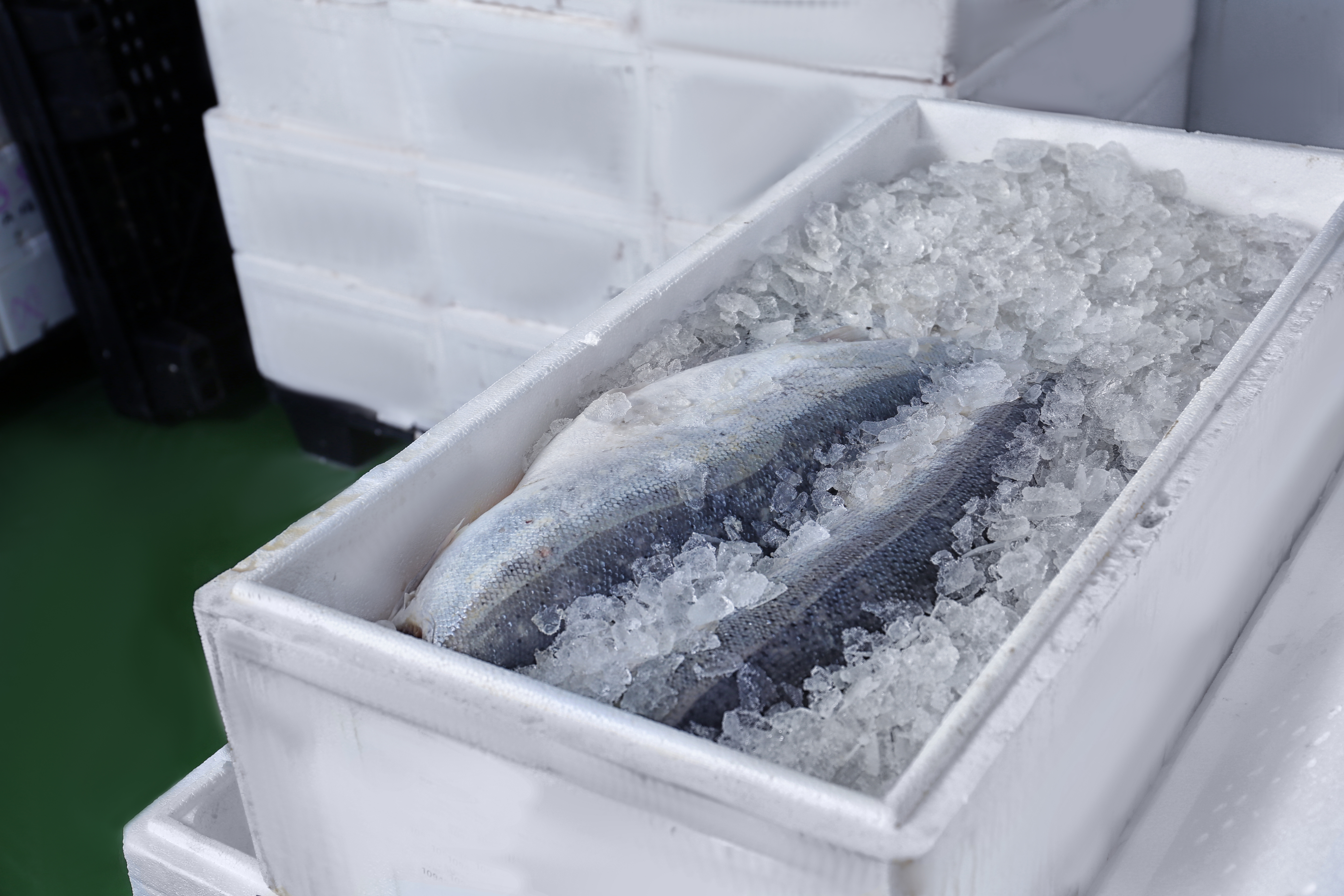 Box with fresh salmon in refrigerated room