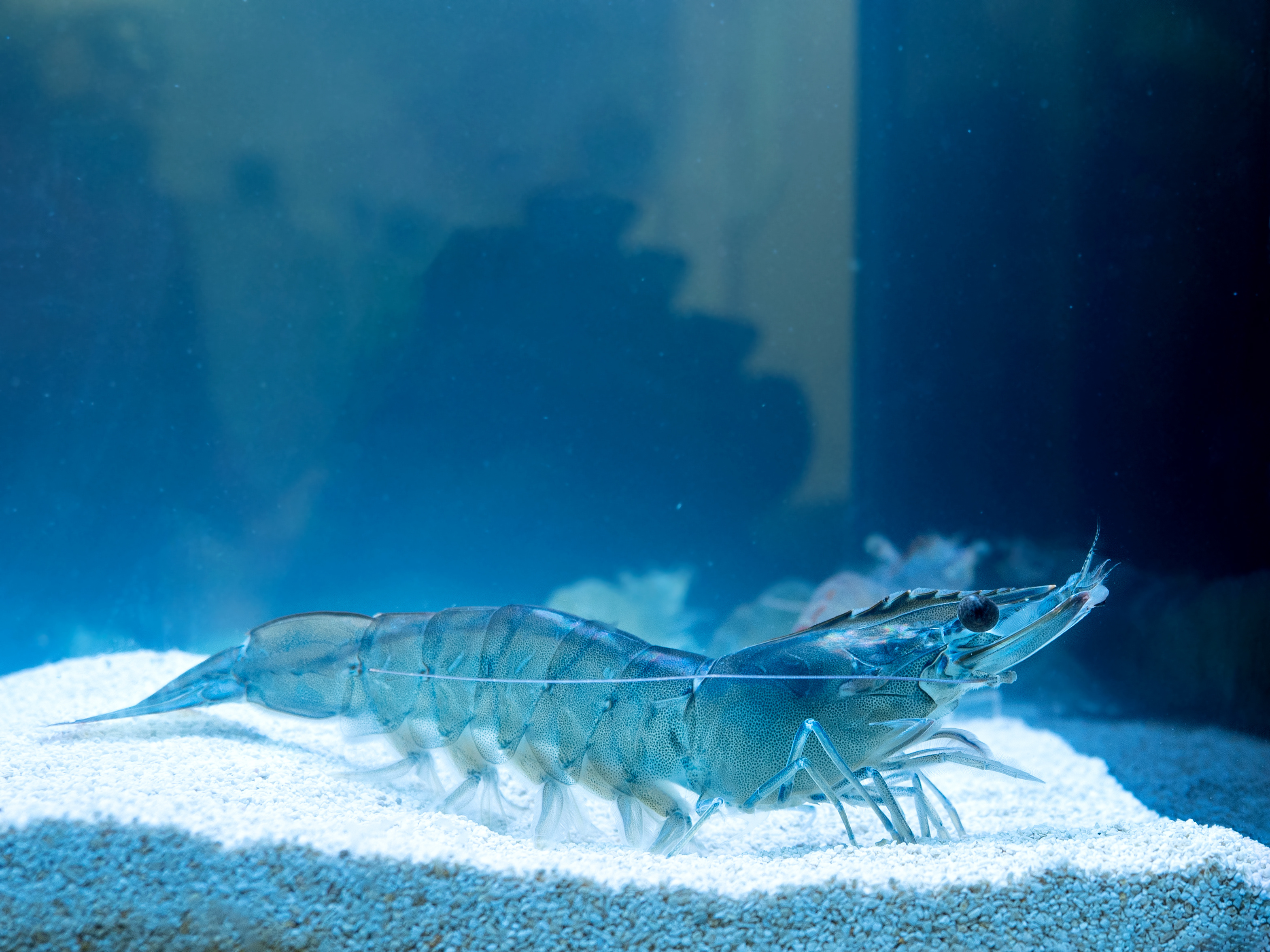 Vannamei shrimp, whiteleg shrimp, Pacific white shrimp or king prawn swimming in the aquarium tank. Close-up.