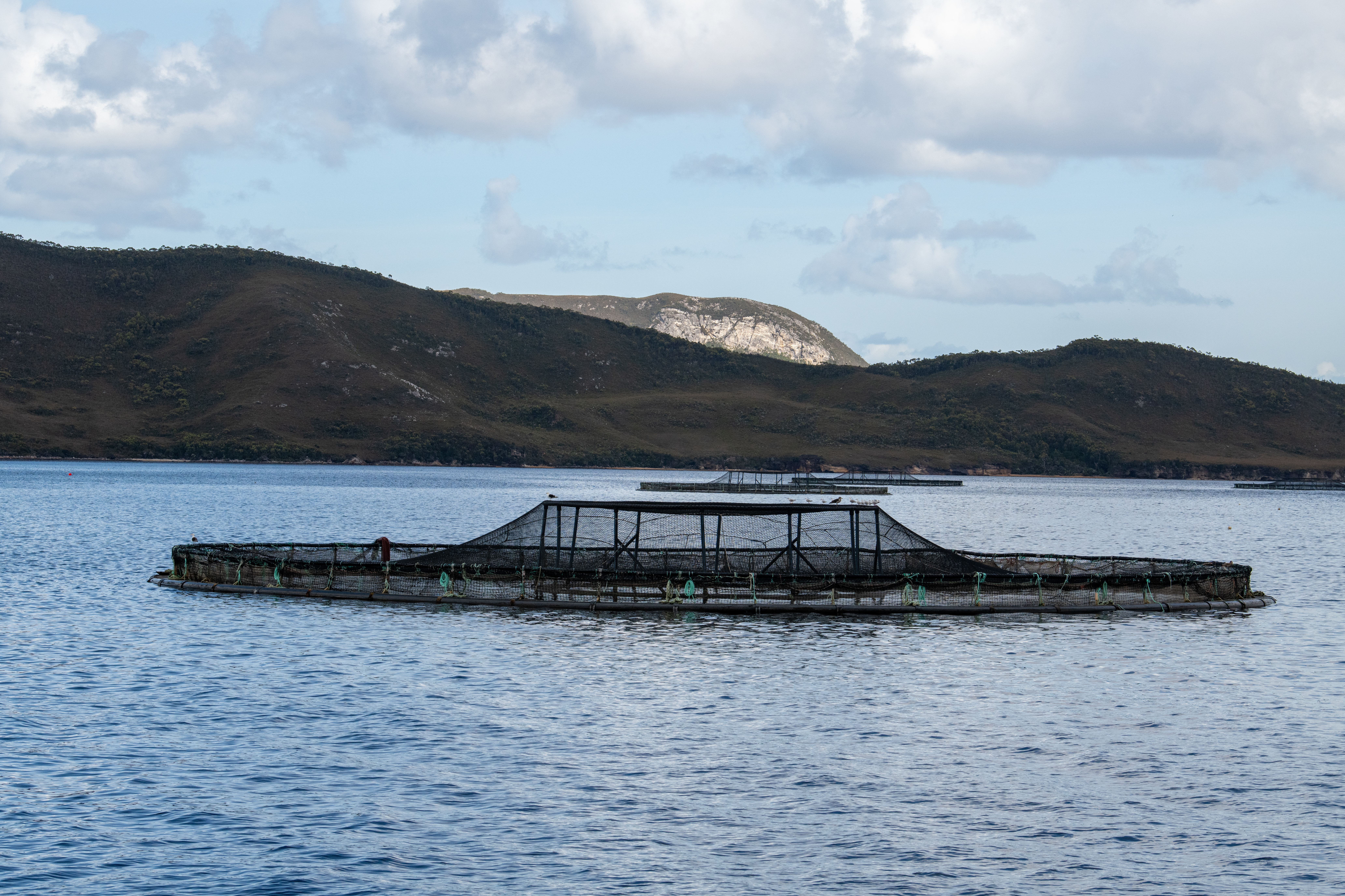 The floating nets of a salmon farm in Tasmania