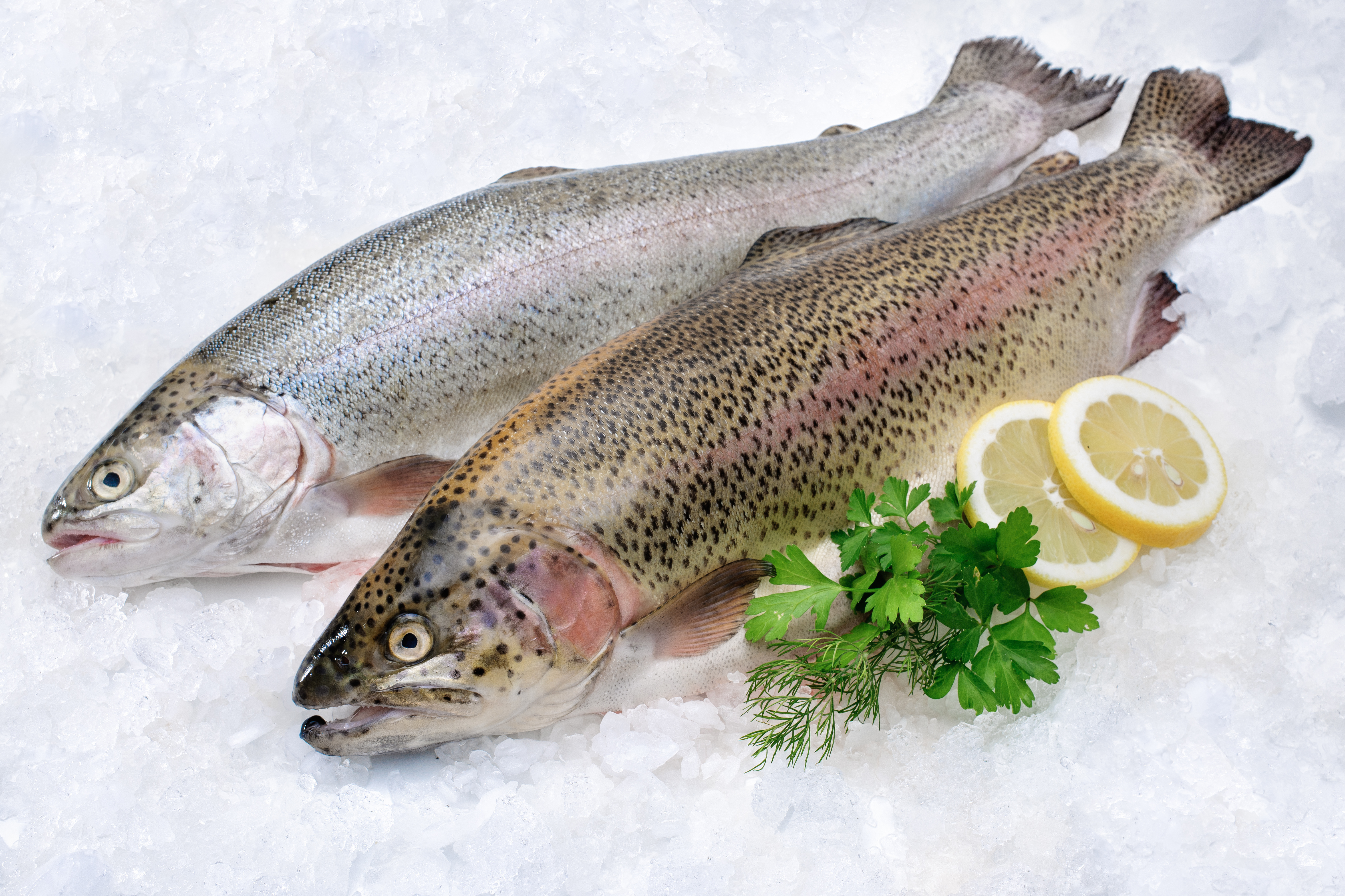 Rainbow trout with fresh herbs on ice at the fish market