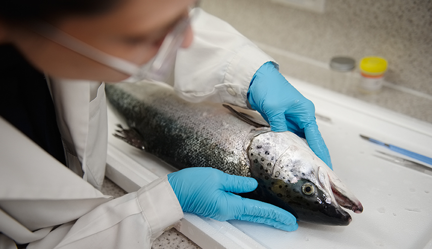 Salmon being examined